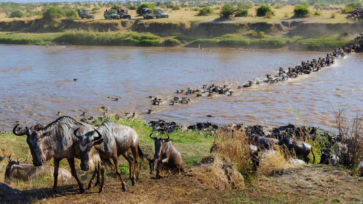 10 days maasai mara and serengeti migration safari
