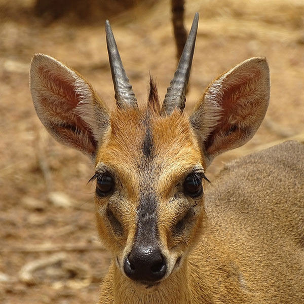 Common-Duiker