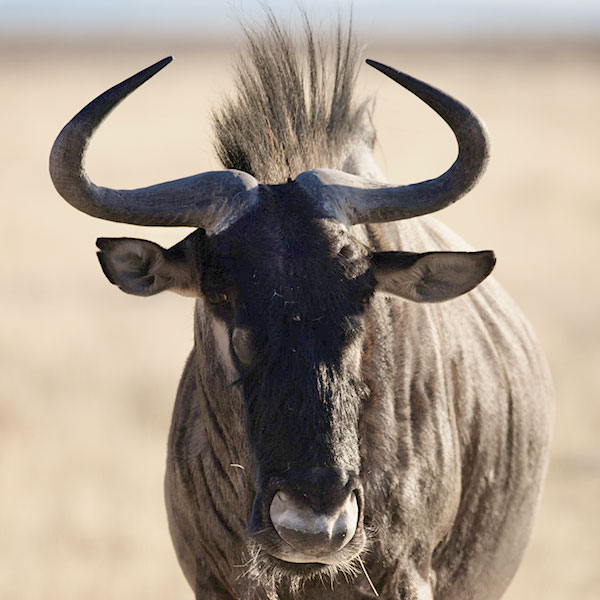 blue-wildebeest4