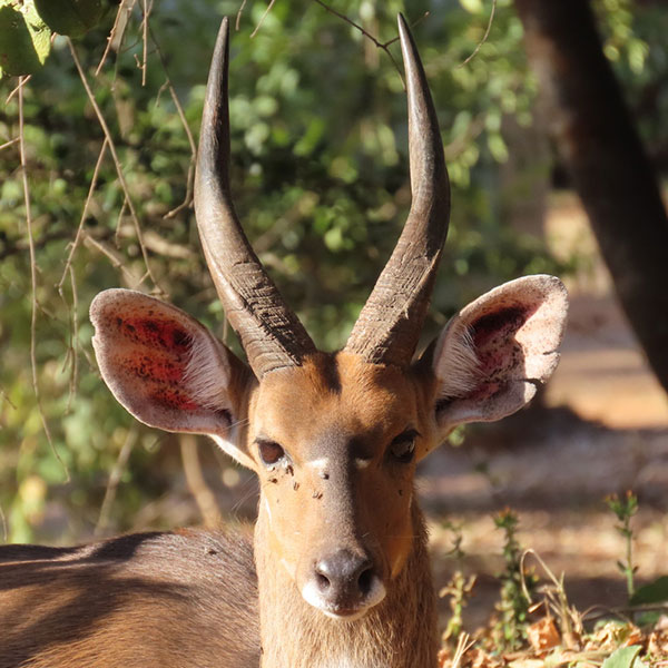 bushbuck-5