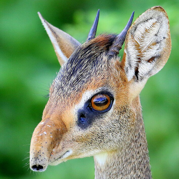 dik-dik