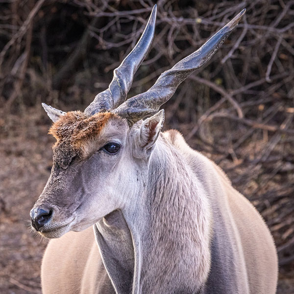 eland-9