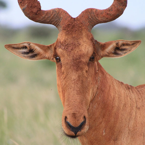 hartebeest-2374122_1280