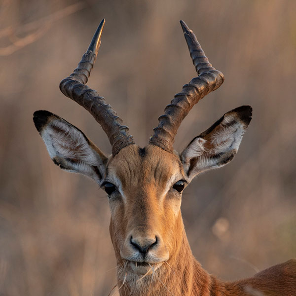 impala-6
