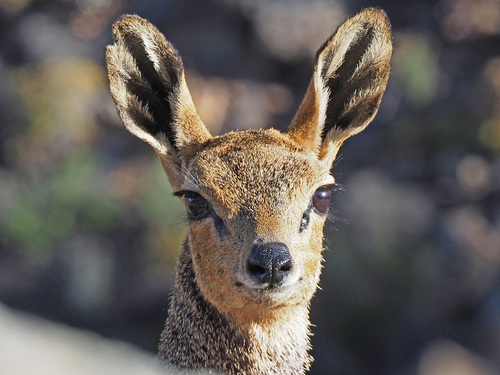 klipspringer 2