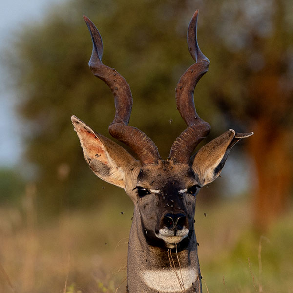 lesser-kudu-1