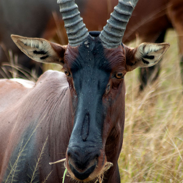 topi-5