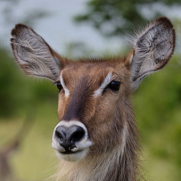 waterbuck-6